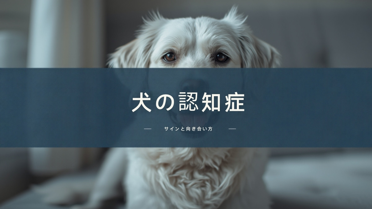 犬の認知症のサインと向き合い方｜夜鳴き・徘徊への対応と、受診すべき目安