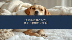 犬の冬の過ごし方｜寒さ対策・乾燥・散歩の注意点を室内と外に分けて解説