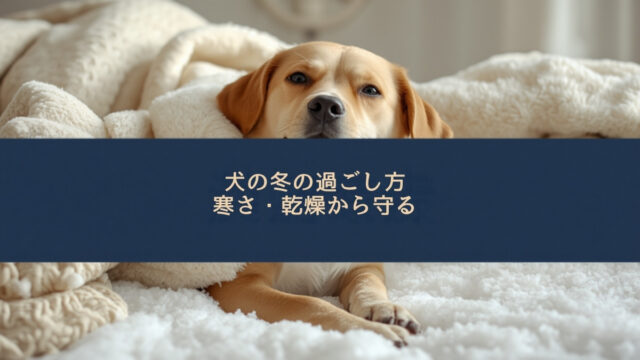 犬の冬の過ごし方｜寒さ対策・乾燥・散歩の注意点を室内と外に分けて解説