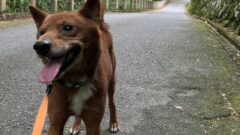 【完全保存版】美濃犬の謎：なぜ「幻の地犬」なの？　燃えるような緋赤に宿る不屈の生命力！