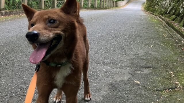 【完全保存版】美濃犬の謎：なぜ「幻の地犬」なの？　燃えるような緋赤に宿る不屈の生命力！