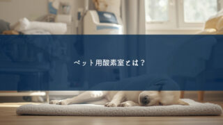 ペット用酸素室とは？老犬・心臓病・呼吸器ケアで必要になる場面と選び方【在宅酸素】