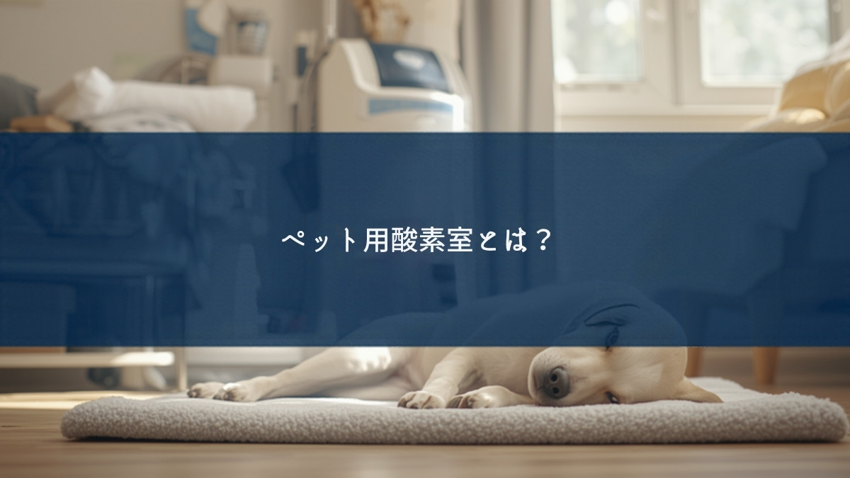ペット用酸素室とは?老犬・心臓病・呼吸器ケアで必要になる場面と選び方【在宅酸素】 ペット用酸素室とは?老犬・心臓病・呼吸器ケアで必要になる場面と選び方【在宅酸素】